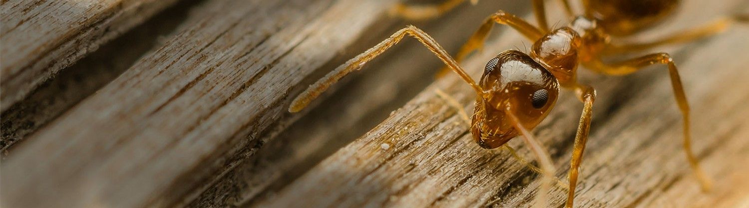 fourmis charpentieres