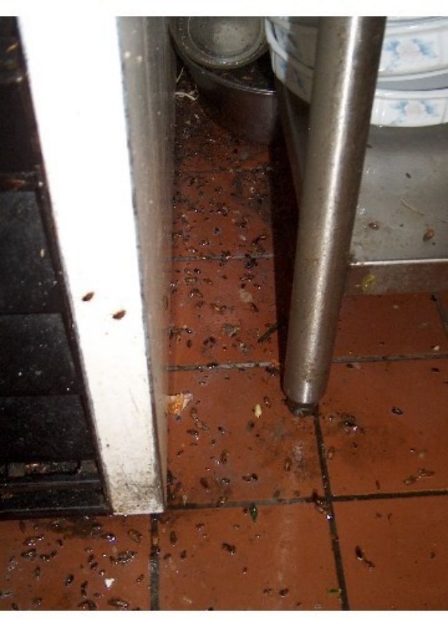 cuisine infestéepar des blattes vue d'un réfrigérateur