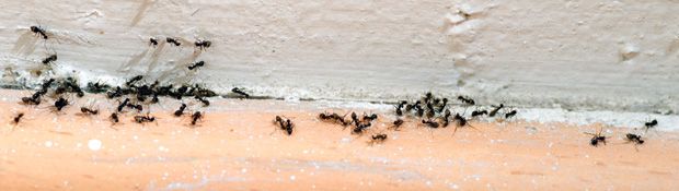 fourmis sortant de plinthes dans un apprtement