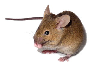 Souris - Mus musculus