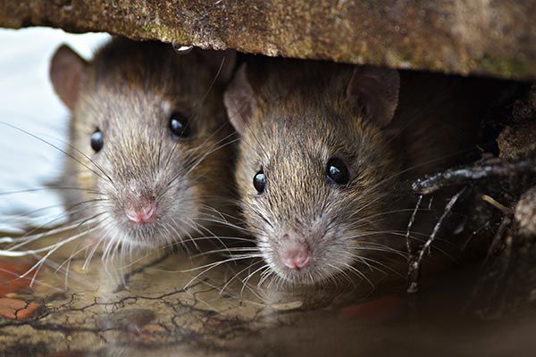 deux rats cachés sous un abri