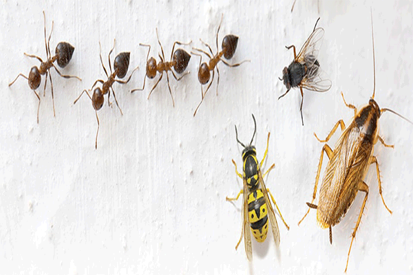 quatres fourmis une mouche drosophyle une guêpe et une blatte germanique sur fond blanc