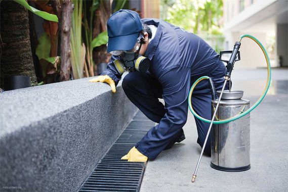 technicien procédant à une recherche d'insectes dans un avaloir d'eaux pluviales au bord d'un trottoir avec un pulvérisateur en inox à ses côtés