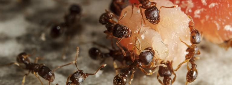 groupe de fourmis qui mangent une miette dans une mecs