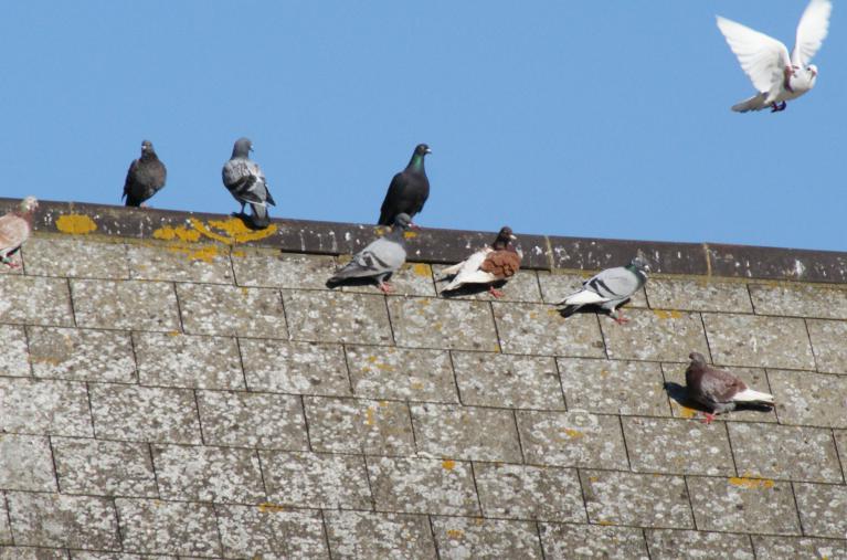 Pigeons sur toiture