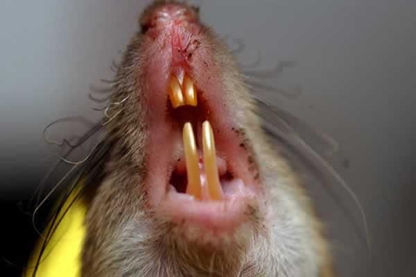 dents acérées rat