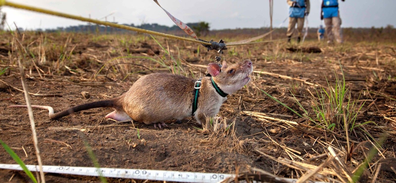 rat réalisant opération de déminage