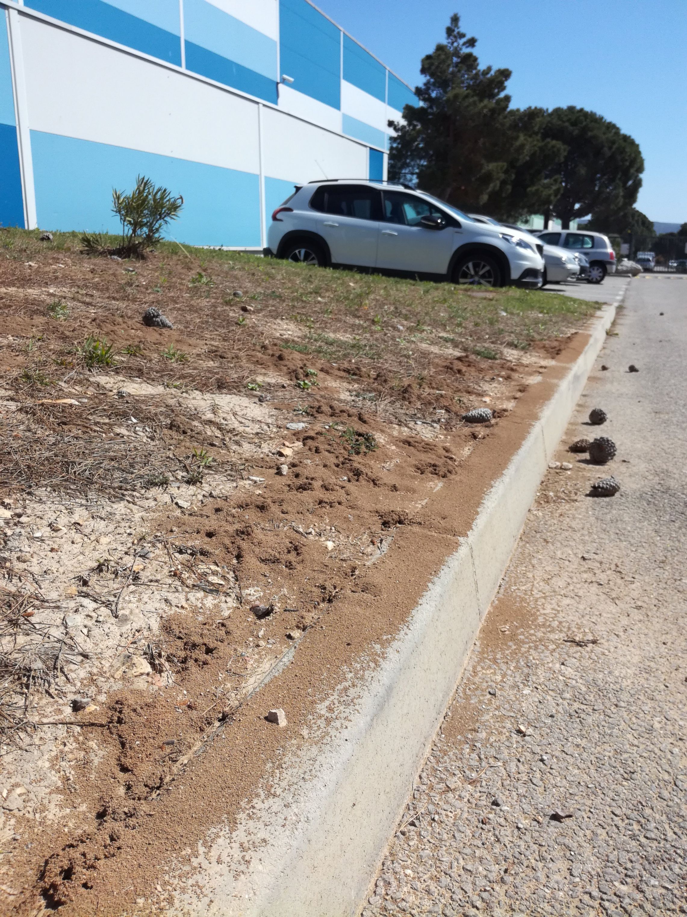 fourmilères ayant totalement détruit les espaces verts d'une zone d'activité