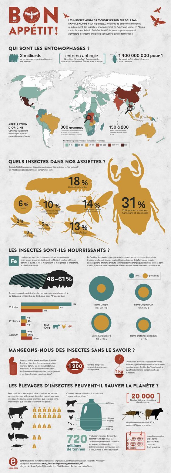 image bonn appétit illustrant les insectes comme source denourriture