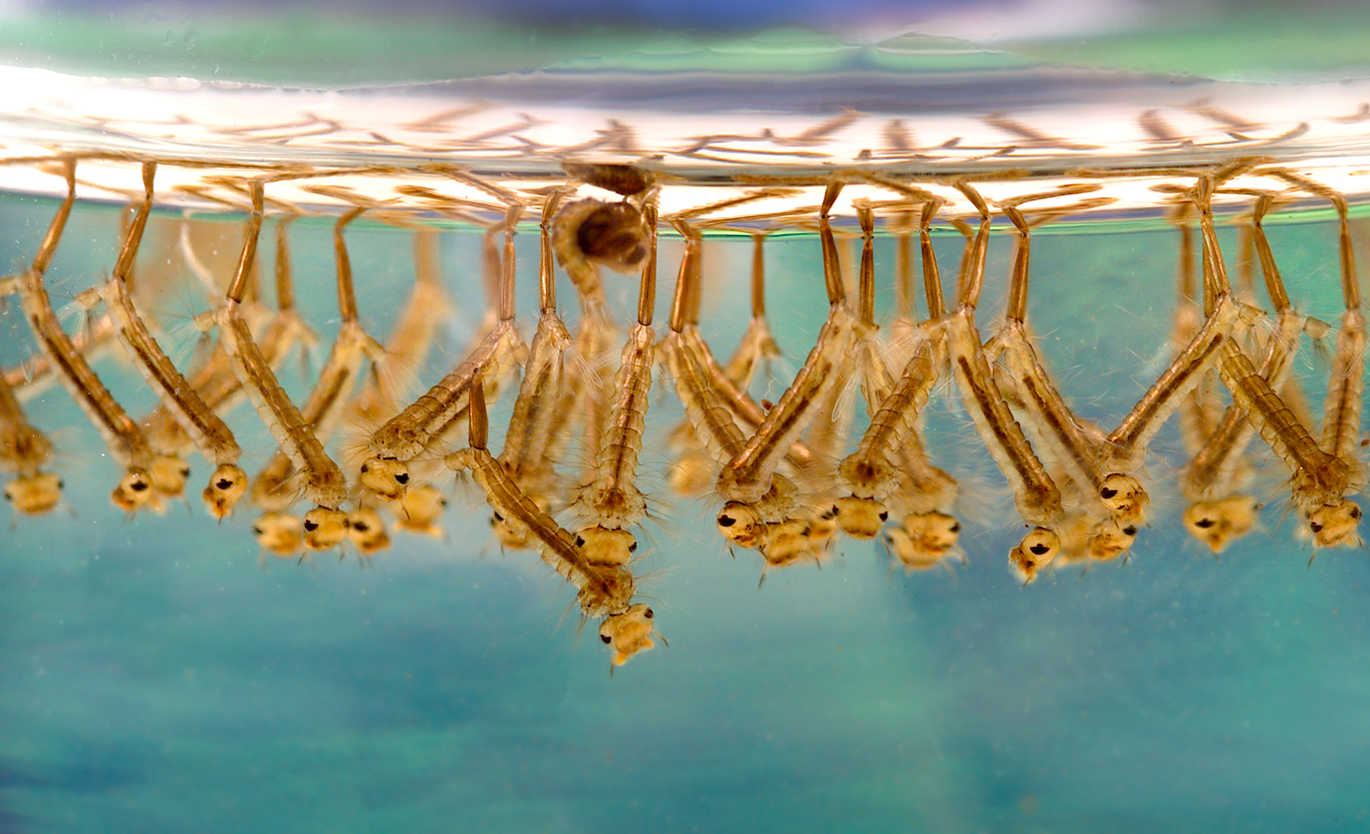 larves de moustiques à fleur d'eau