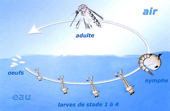 shéma de la vie d'un moustique : oeuf, 4 stades larvaires, nymphe et adulte