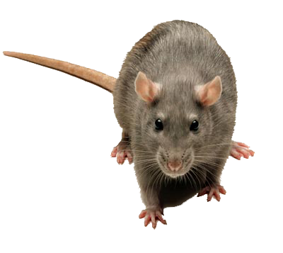 Surmulot - Rattus norvegicus