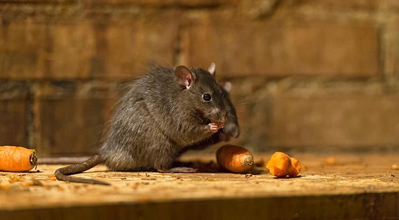 Surmulot grignotant des carottes dans établissement de santé