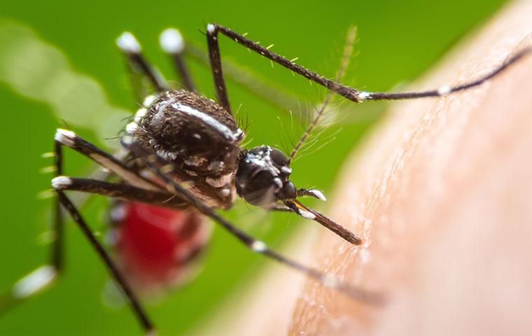 moustique piquant la peau humaine et se gorgeant de sang