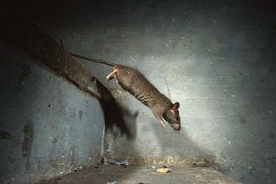 Les rats sont de plus en plus visibles dans nos villes mais pour autant utiles???!!!